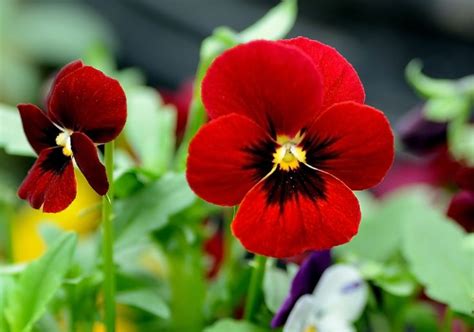 Red Pansy Flowers Pinterest