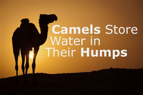 Do Camels Store Water In Their Humps Don T Believe That