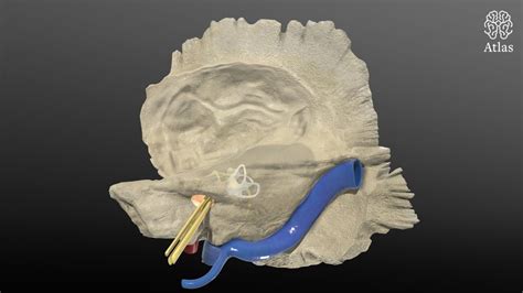Temporal Bone Anatomy 3d Models Atlas Meditech