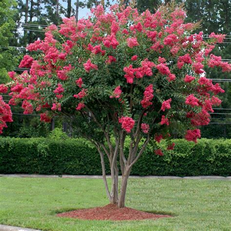 Tuscarora Crape Myrtle Trees For Sale