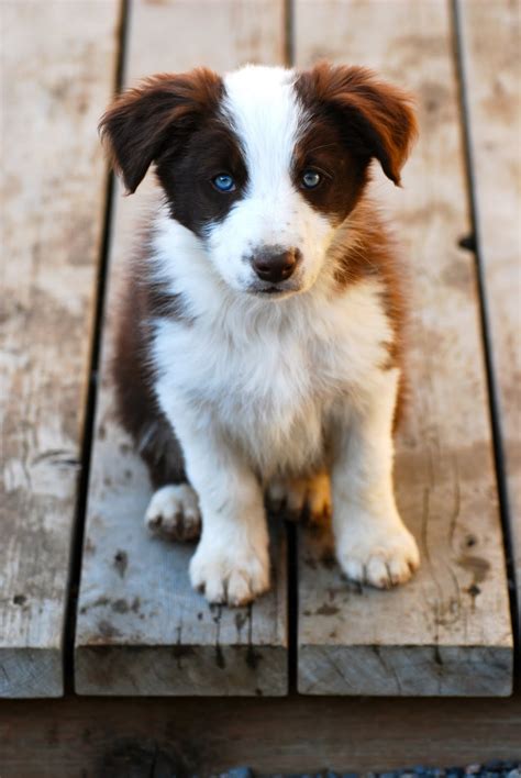 Hillcrest Border Collies Available Puppies