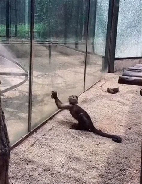 Watch Footage Of A Monkey Trying To Escape Zoo Using Sharpened Rock To
