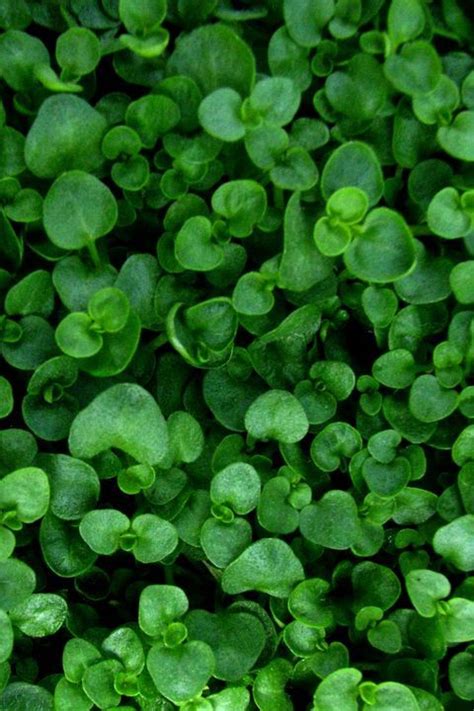 Ground Cover Plants To Try Out In Your Yard This Season Ground Cover