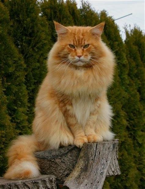 Orange Tabby Maine Coon Cat Does Not Want His Pic Taken