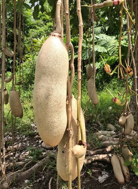 Plant Of The Month Sausage Tree Is An Exotic Specimen And Unique