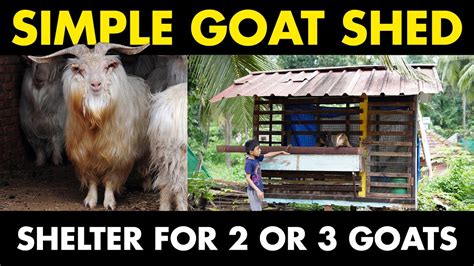 Simple GOAT SHED For Two Goats Low Cost Goat Shed Design Goat Farming YouTube