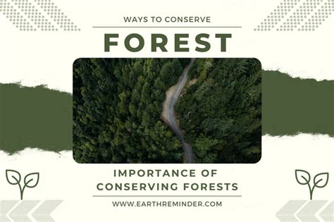 Conservation Of Forest Ways To Conserve Forest Earth Reminder