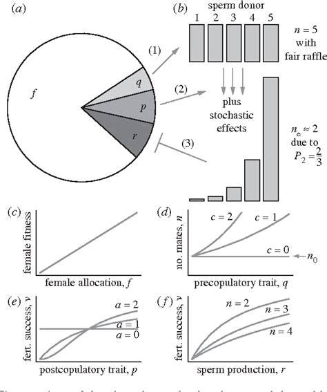 Figure 2 From Sex Allocation And Investment Into Pre And Post Copulatory Traits In Simultaneous