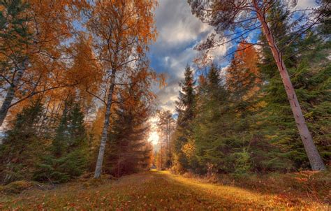 Wallpaper Road Autumn Forest Grass Leaves The Sun Clouds Light