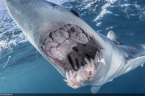 Photographing Mako Sharks
