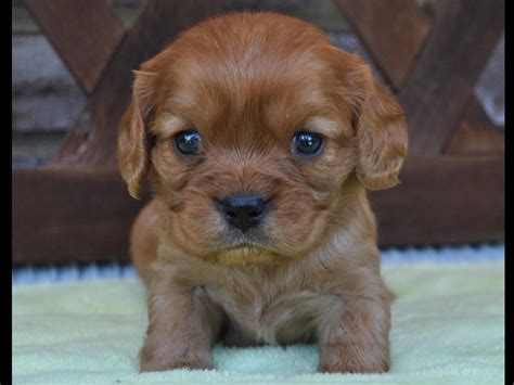 Cavalier king charles spaniel puppies. Cavaliers By Crumley - Puppies For Sale