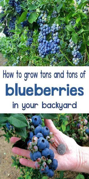 How To Grow Blueberries Plants Fruit Garden Growing