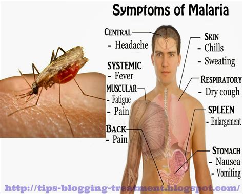 Liyana Biryani Malaria Disease Read On