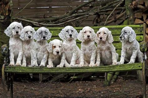 English Setter Puppies For Sale Uk