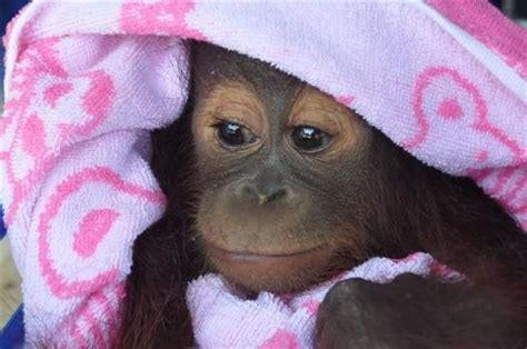 All Wrapped Up Monkey See Monkey Do Ape Monkey Animals And Pets