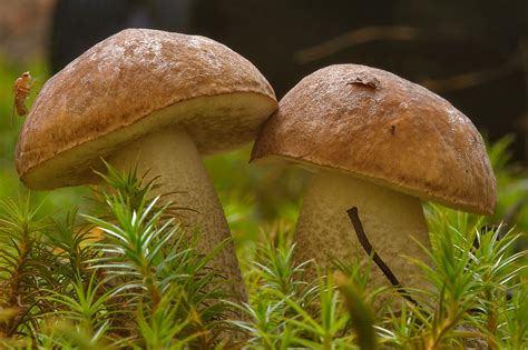 Boletus Mushroom Search In Pictures