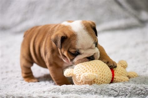 Premium Photo Small Little English Bulldog Puppy Baby Newborn