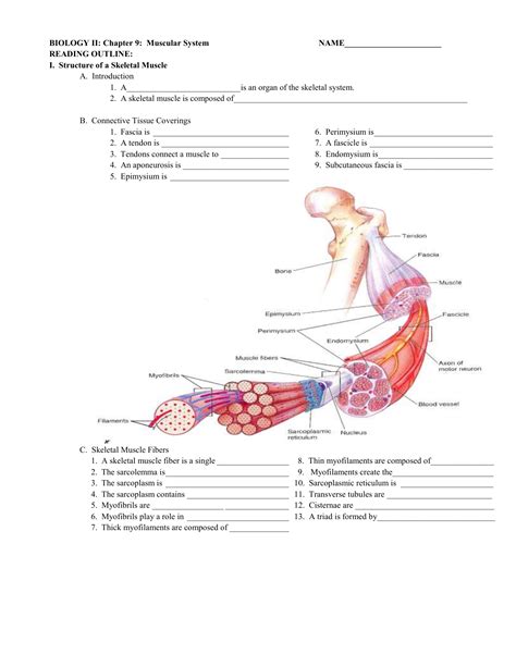 Learning the names of muscles can be very confusing or even overwhelming for someone learning this information for the first time. BIOLOGY II: Chapter 9: Muscular System NAME ...