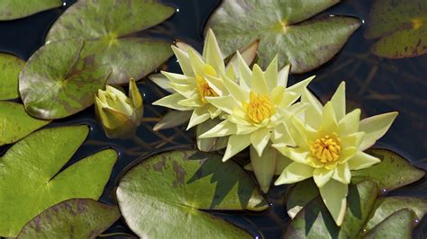 1920x1080 Water Lily Leaves Water Lily Nymphaeum Coolwallpapersme