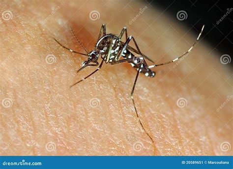 Tiger Mosquito Royalty Free Stock Image 3209548