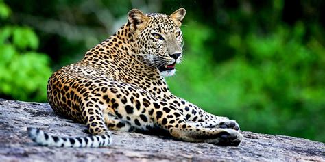 Top 10 Sri Lanka Wildlife Experiences