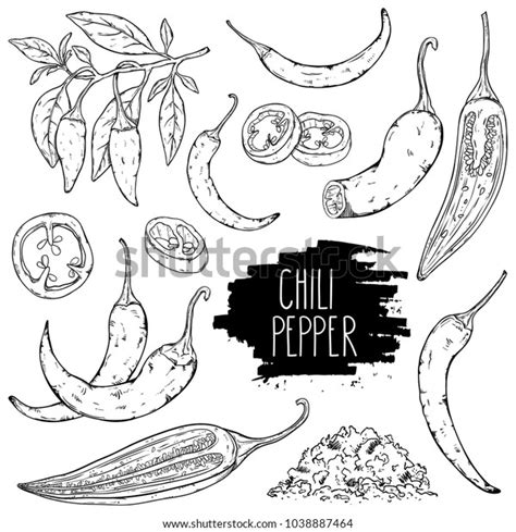 Hand Drawn Hot Chili Pepper Set Stock Vector Royalty Free 1038887464