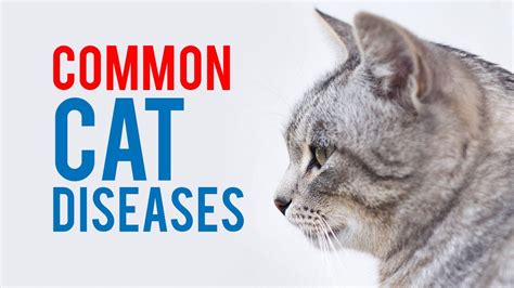 Common Cat Diseases Youtube