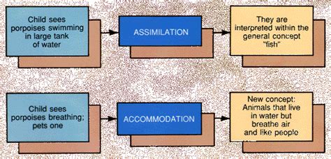 Assimilation And Accommodation Mr Mcnabb