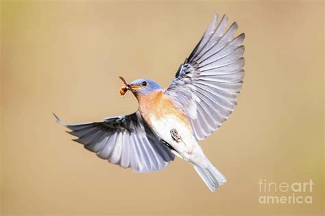 Eastern Bluebird In Flight Photograph By Todd Bielby Pixels