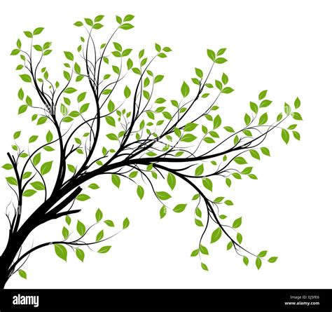 Vector Rama Del árbol Y Follaje Verde Silueta Vectorial Imagen Vector