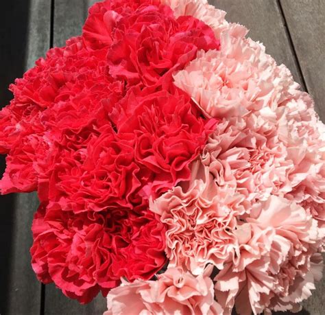 One of the best ways to stay positive during this stressful time is to be outside in the beautiful florida sunshine surrounded by healthy green trees, plants and flowers. Carnations Near Me in 2020 | Wholesale fresh flowers ...