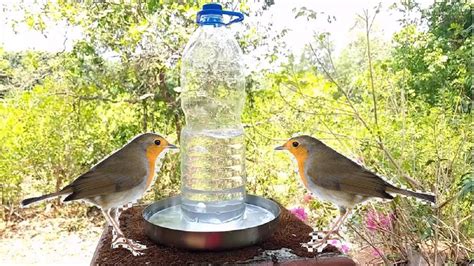 How To Make A Bird Water Feeder This Summer Diy Plastic Bottle Bird