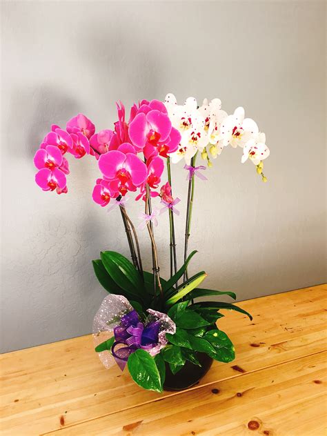 Charming Phalaenopsis Orchids Arrangement In San Jose Ca La Floriya