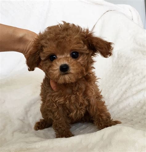 This is simply a term to describe a smaller than average version of the breed. Teacup maltipoo Multipoo puppy Bebe | iHeartTeacups
