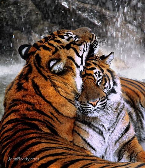 Thou Shalt Not Speak Tiger Spirit Animal Tiger Love Wild Cats