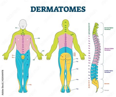 Dermatome Bilder Durchsuchen Archivfotos Vektorgrafiken Und Videos