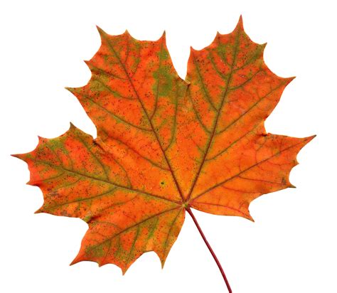 Red Maple Leaf Png