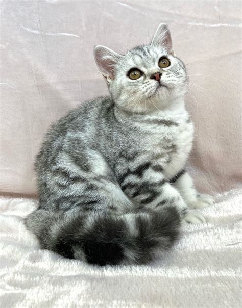 British Shorthair British Kittens Cats For Sale Price