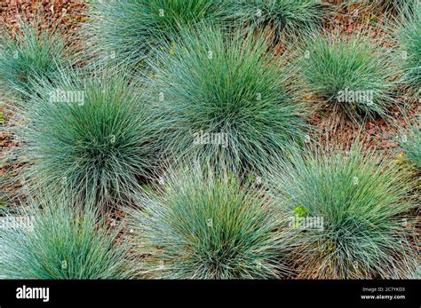 Festuca Glauca Commonly Known As Blue Fescue Is A Species Of