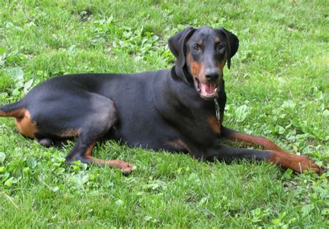 Doberman Pinscher Puppies For Sale Winsted Ct 306698