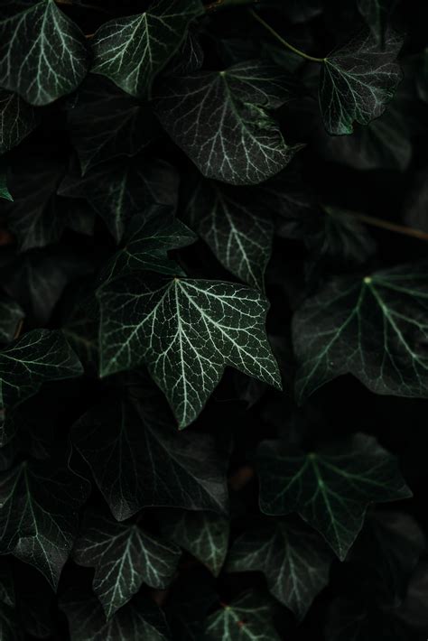Leaves Plant Green Dark Bush Hd Phone Wallpaper Peakpx