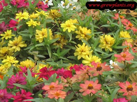 For cactus enthusiasts, growing cactus from seeds is rewarding though it requires patience as they sometimes take longer to thrive. Zinnia elegans - How to grow plants