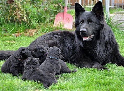 The top countries of suppliers are china, taiwan. Long Haired Black German Shepherd … | German shepherd ...