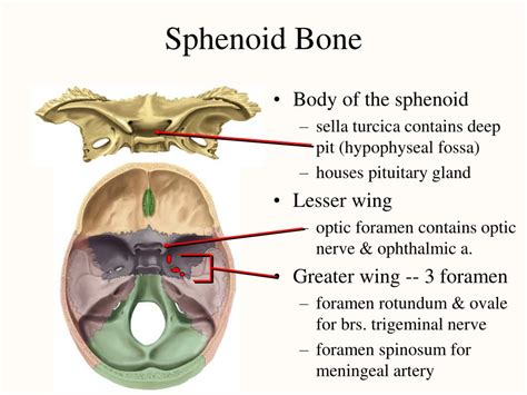 Sphenoid Bone Pituitary Gland