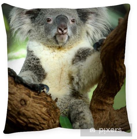 Cute Koala Bear Pictures Aesthetic Elegants