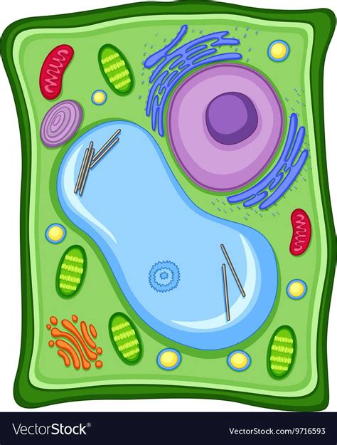 If an animal cell has no cell membrane, it wouldn't be living because it is a part that is needed for a cell to have. Cell Membrane In Plant Cell Or Animal Cell