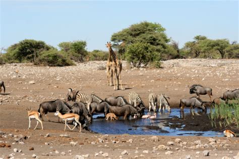 African Animals At A Water Hole Stock Photo Download Image Now