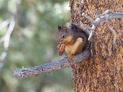 Pine Squirrels Love Love Love Their Pines Welcome Wildlife