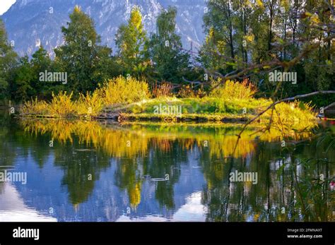 Green And Yellow Autumn Trees Reflected On A Mirror Like Forggensee