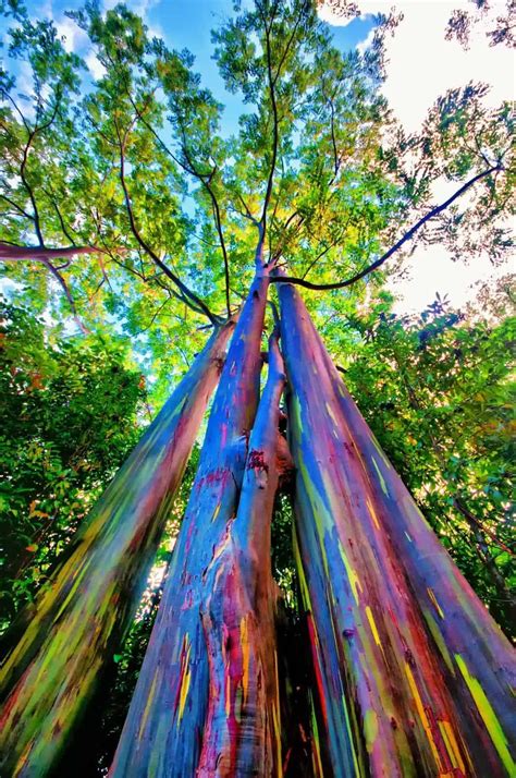 The Rainbow Eucalyptus An Unusual Tree With A Multicoloured Trunk